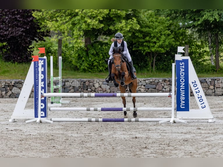 Duitse rijpony Ruin 6 Jaar 146 cm Bruin in Lengenfeld