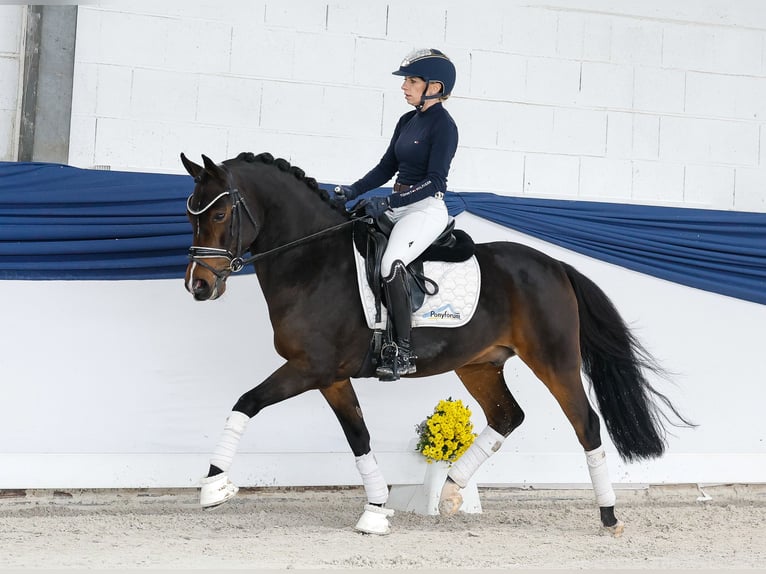 Duitse rijpony Ruin 6 Jaar 146 cm Donkerbruin in Marsberg Duitse rijpony Ruin 6 Jaar 146 cm Donkerbruin in Marsberg