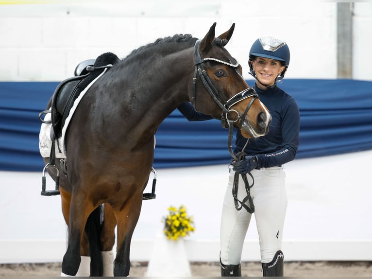 Duitse rijpony Ruin 6 Jaar 146 cm Donkerbruin in Marsberg Duitse rijpony Ruin 6 Jaar 146 cm Donkerbruin in Marsberg