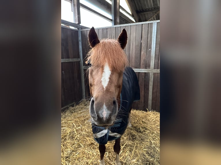 Duitse rijpony Ruin 6 Jaar 146 cm Donkere-vos in Marsberg