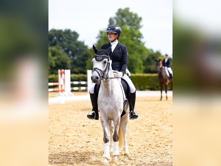 Duitse rijpony Ruin 6 Jaar 146 cm Schimmel in Neuss