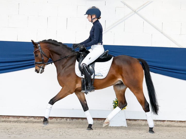 Duitse rijpony Ruin 6 Jaar 147 cm Bruin in Marsberg