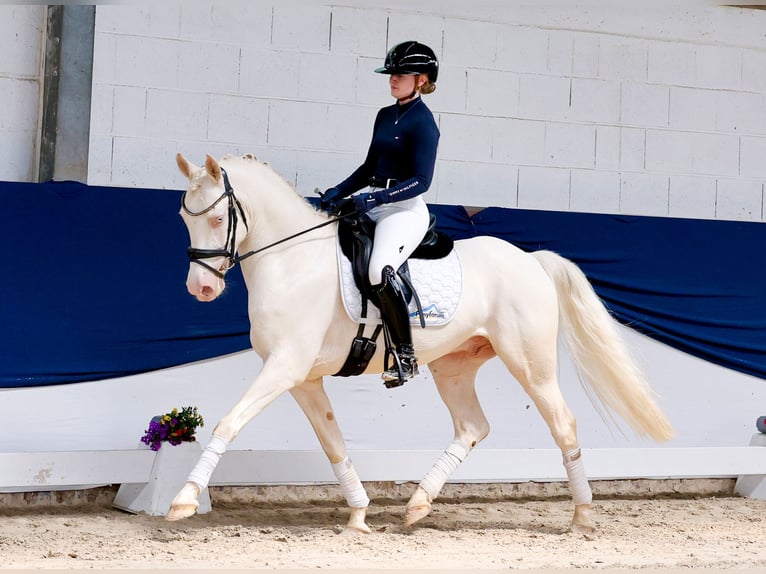 Duitse rijpony Ruin 6 Jaar 147 cm Cremello in Marsberg