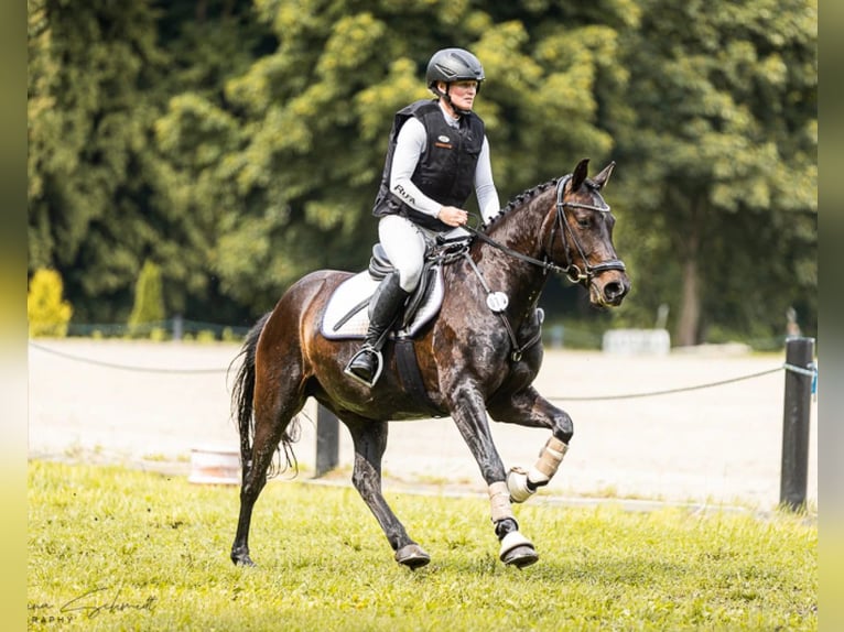 Duitse rijpony Ruin 6 Jaar 147 cm Donkerbruin in Lengenfeld