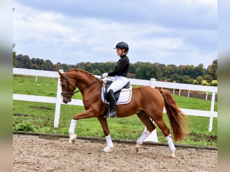 Duitse rijpony Ruin 6 Jaar 147 cm Donkere-vos in Recke, bei Osnabrück