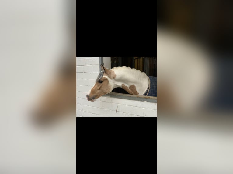 Duitse rijpony Ruin 6 Jaar 147 cm Gevlekt-paard in RiedRied