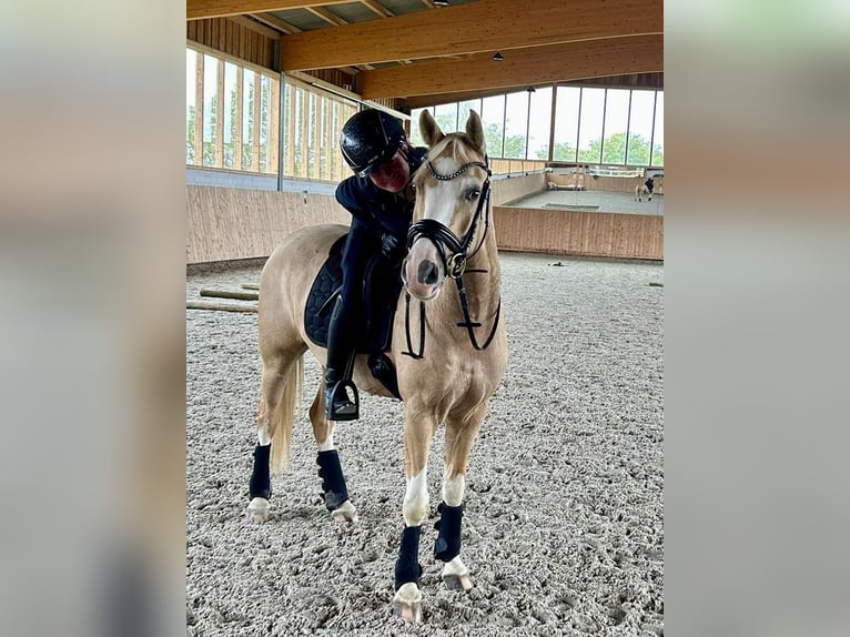 Duitse rijpony Ruin 6 Jaar 147 cm Palomino in Dülmen
