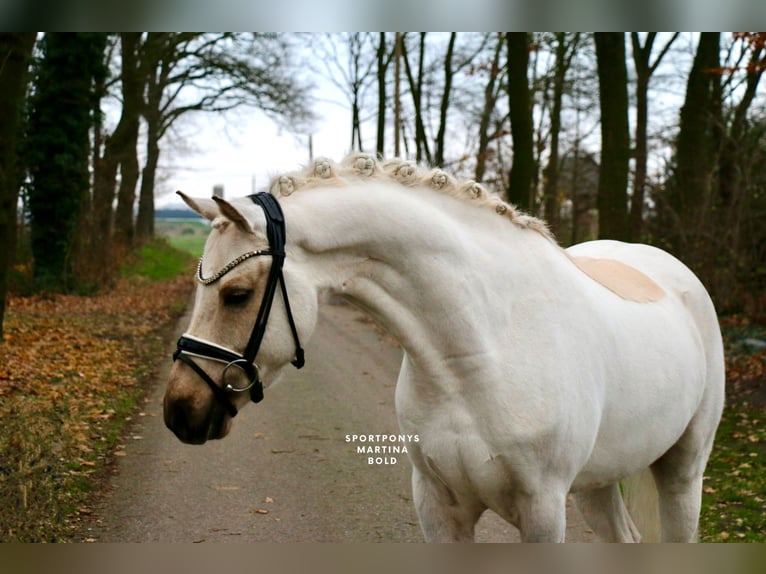 Duitse rijpony Ruin 6 Jaar 147 cm Palomino in Recke, bei Osnabrück