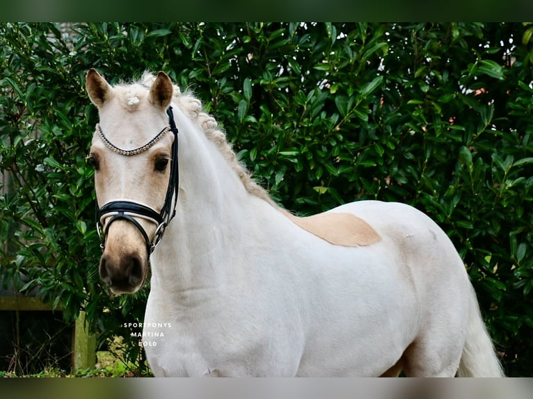 Duitse rijpony Ruin 6 Jaar 147 cm Palomino in Recke, bei Osnabrück