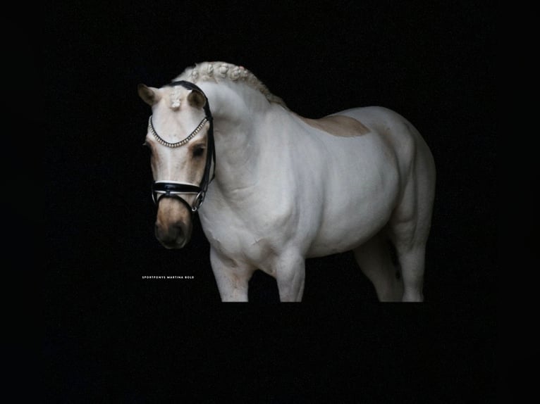 Duitse rijpony Ruin 6 Jaar 147 cm Palomino in Recke, bei Osnabrück