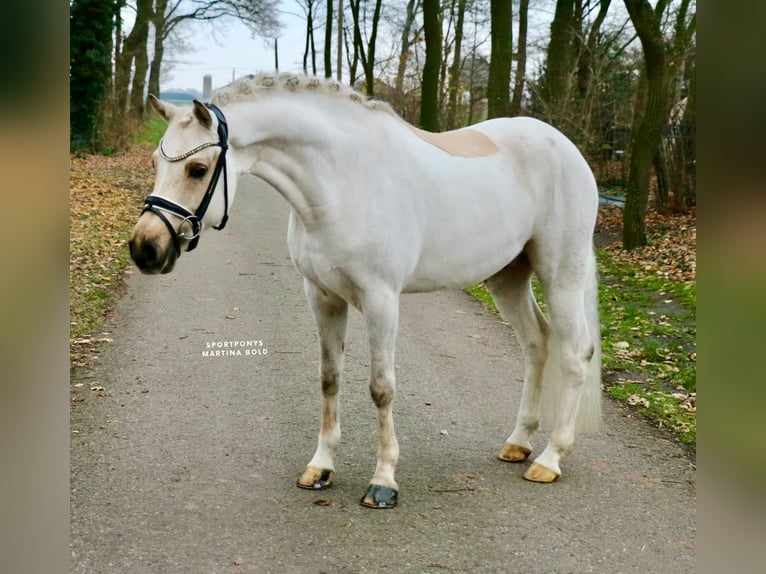 Duitse rijpony Ruin 6 Jaar 147 cm Palomino in Recke, bei Osnabrück