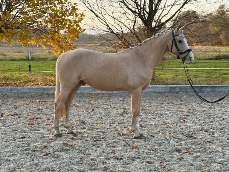 Duitse rijpony Ruin 6 Jaar 147 cm Palomino in Werder