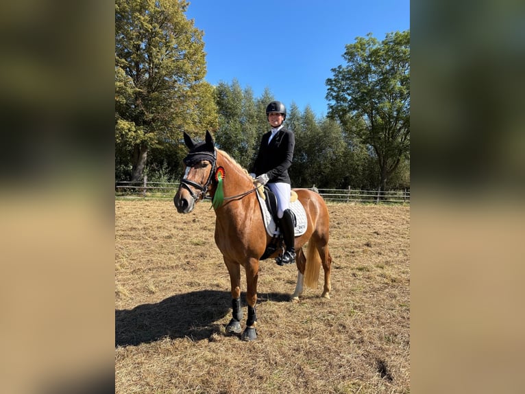 Duitse rijpony Mix Ruin 6 Jaar 147 cm Vos in Warburg