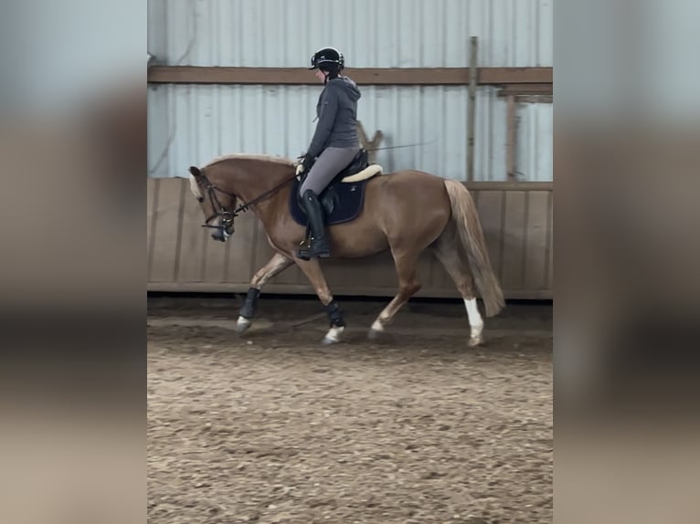 Duitse rijpony Mix Ruin 6 Jaar 147 cm Vos in Warburg