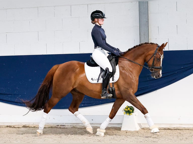 Duitse rijpony Ruin 6 Jaar 147 cm Vos in Marsberg