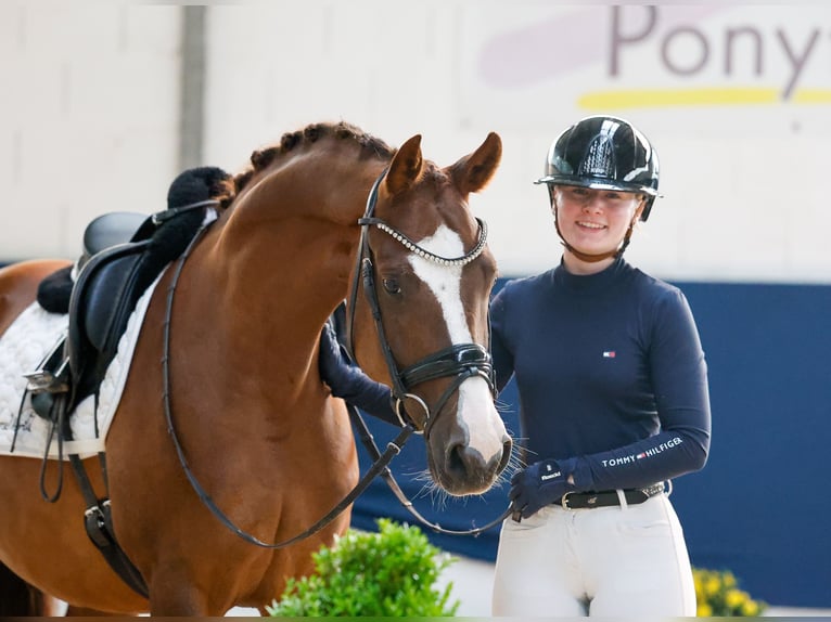 Duitse rijpony Ruin 6 Jaar 147 cm Vos in Marsberg