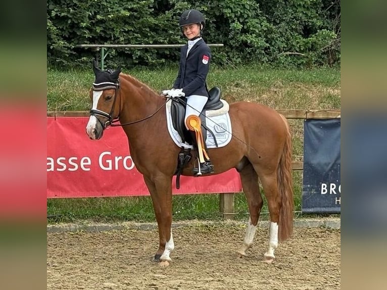 Duitse rijpony Ruin 6 Jaar 147 cm Vos in Neunkirchen