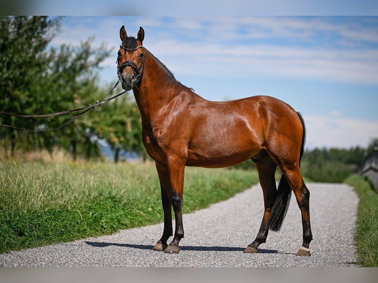 Duitse rijpony Ruin 6 Jaar 148 cm Bruin in Kilchberg ZH
