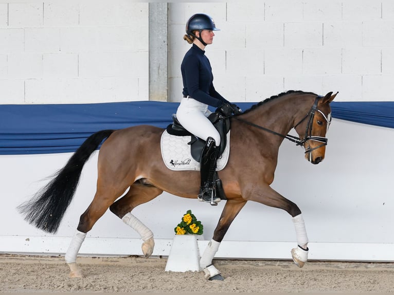 Duitse rijpony Ruin 6 Jaar 148 cm Bruin in Marsberg