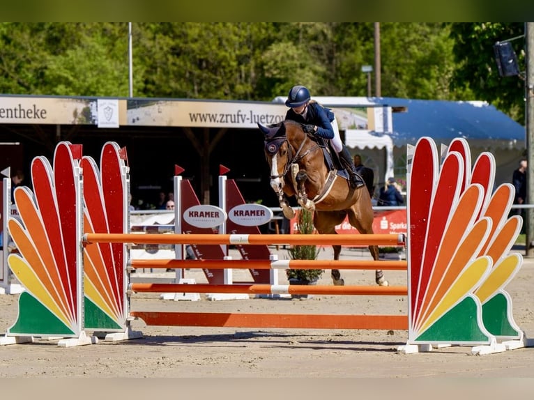Duitse rijpony Ruin 6 Jaar 148 cm Bruin in Marsberg