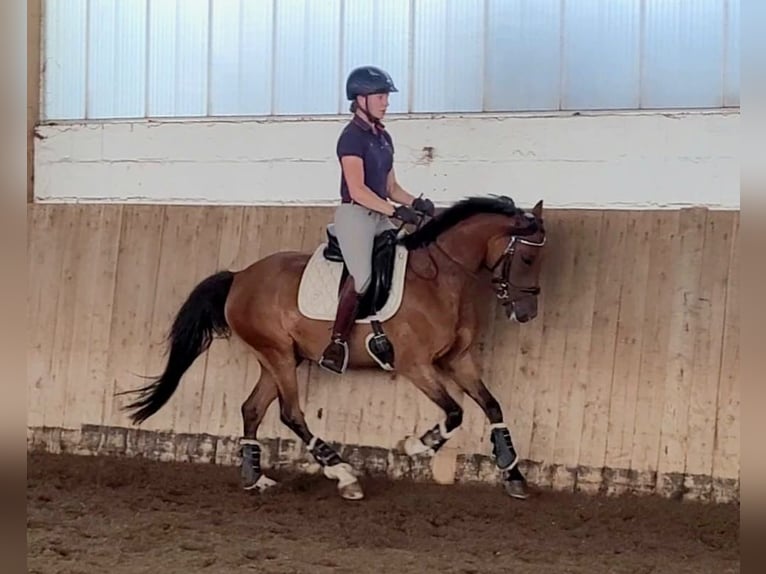 Duitse rijpony Ruin 6 Jaar 148 cm Bruin in Sarstedt