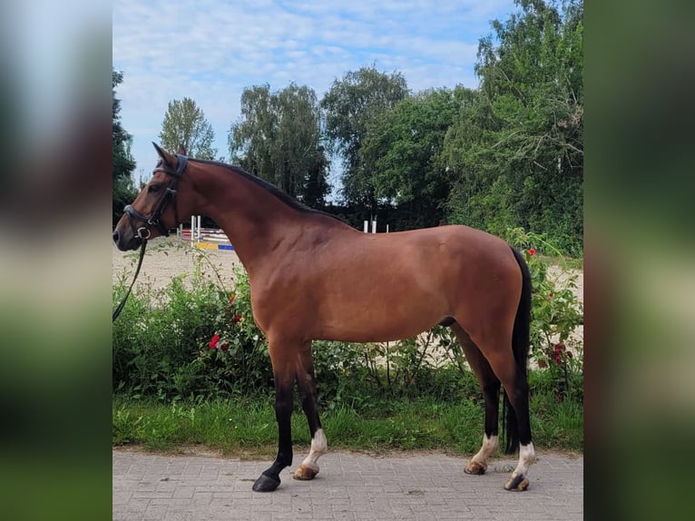 Duitse rijpony Ruin 6 Jaar 148 cm Bruin in Sarstedt