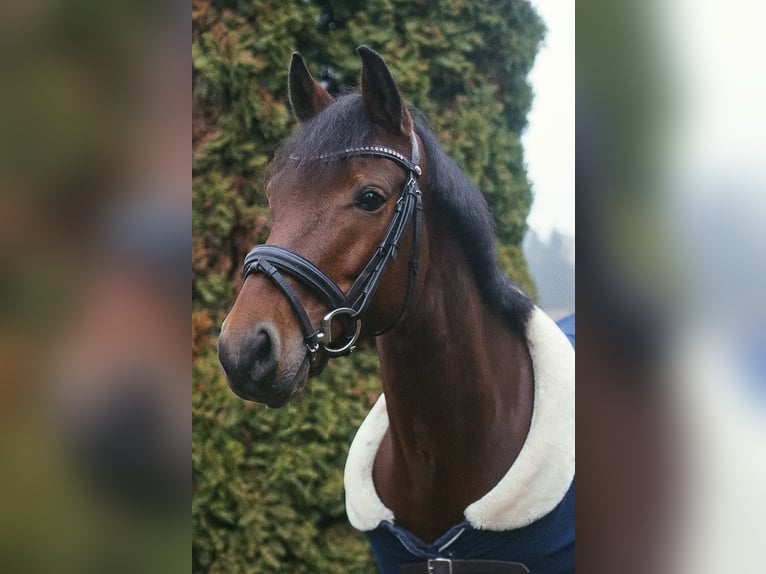 Duitse rijpony Ruin 6 Jaar 148 cm Bruin in Datteln