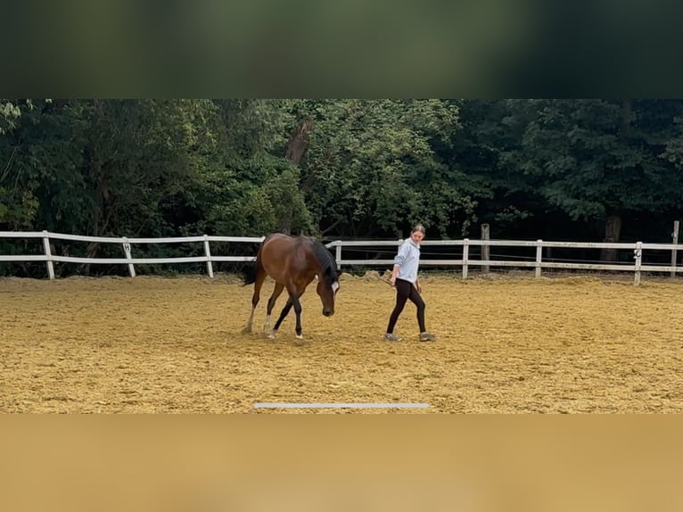 Duitse rijpony Ruin 6 Jaar 148 cm Donkerbruin in Ratingen