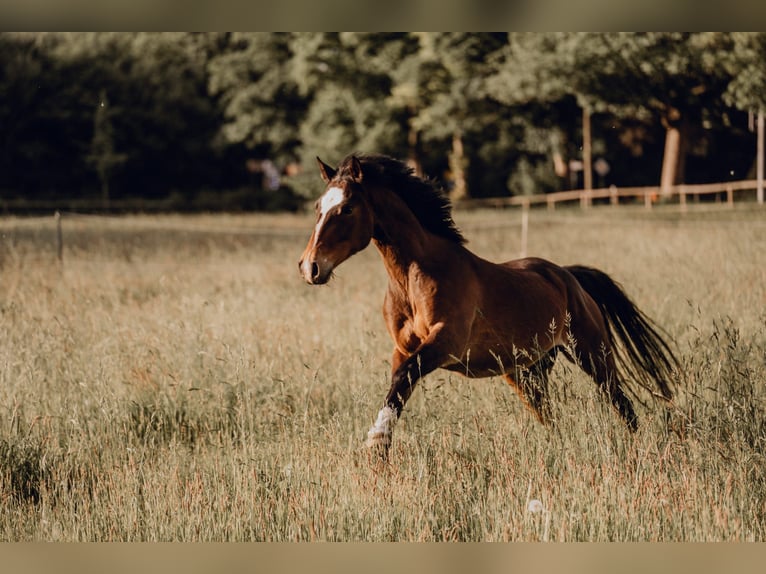 Duitse rijpony Ruin 6 Jaar 148 cm Donkerbruin in Ratingen