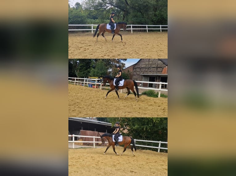 Duitse rijpony Ruin 6 Jaar 148 cm Donkerbruin in Ratingen