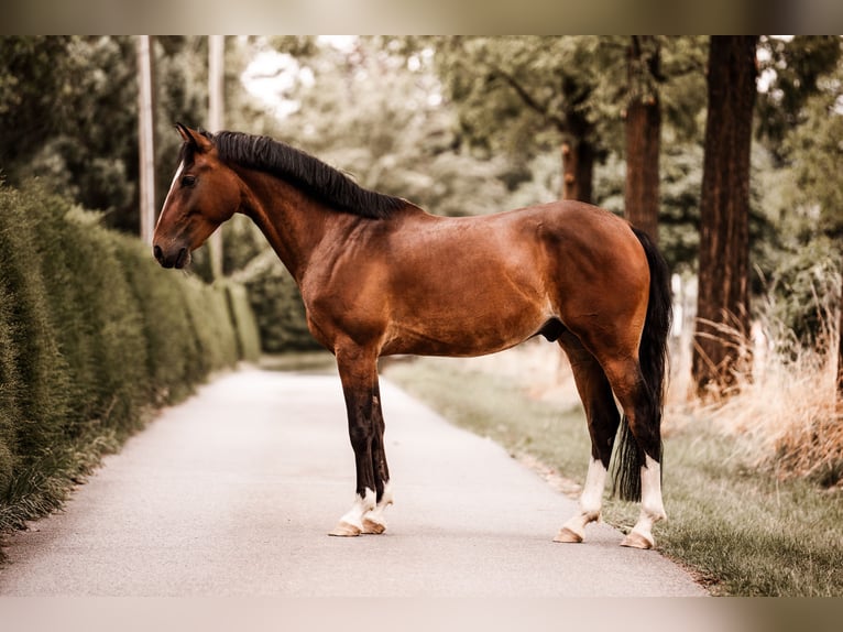 Duitse rijpony Ruin 6 Jaar 148 cm Donkerbruin in Ratingen