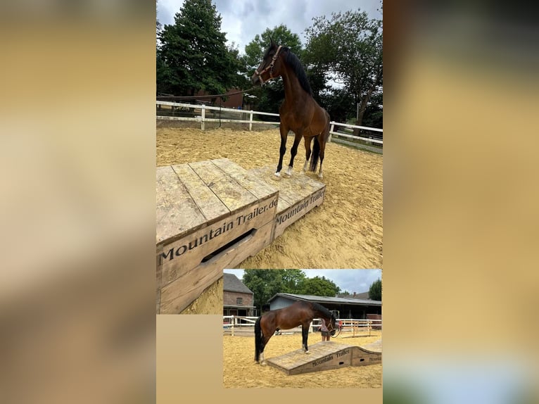 Duitse rijpony Ruin 6 Jaar 148 cm Donkerbruin in Ratingen