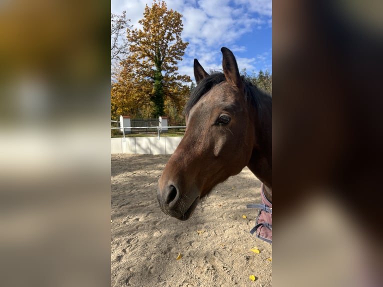 Duitse rijpony Ruin 6 Jaar 148 cm Donkerbruin in Dingolfing