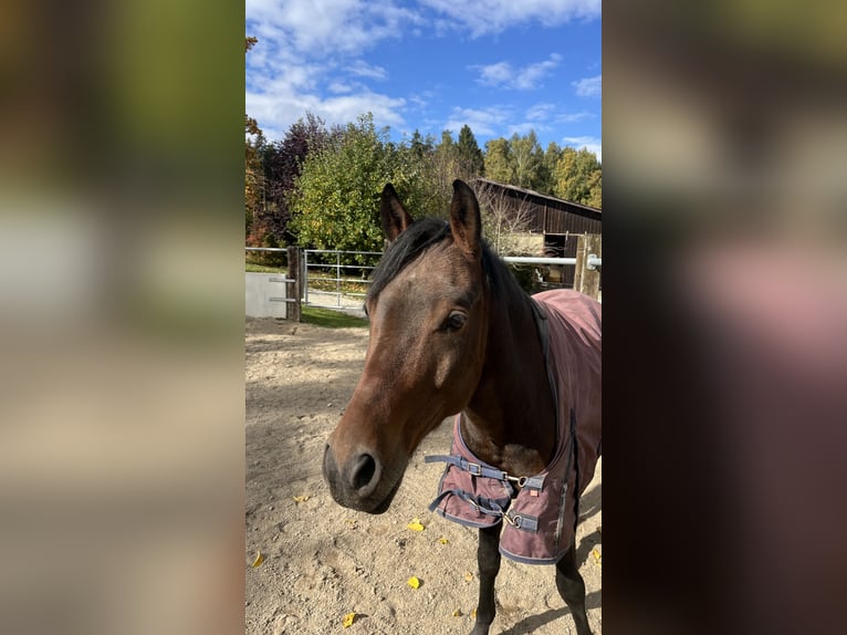Duitse rijpony Ruin 6 Jaar 148 cm Donkerbruin in Dingolfing