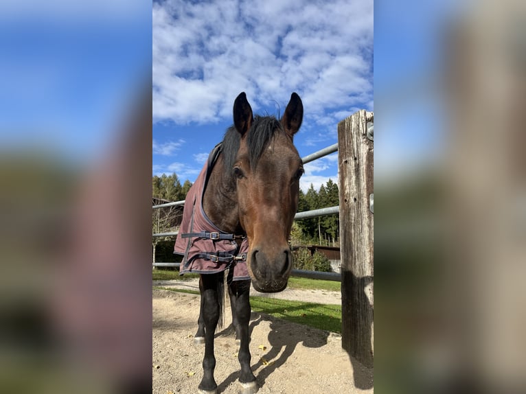 Duitse rijpony Ruin 6 Jaar 148 cm Donkerbruin in Dingolfing