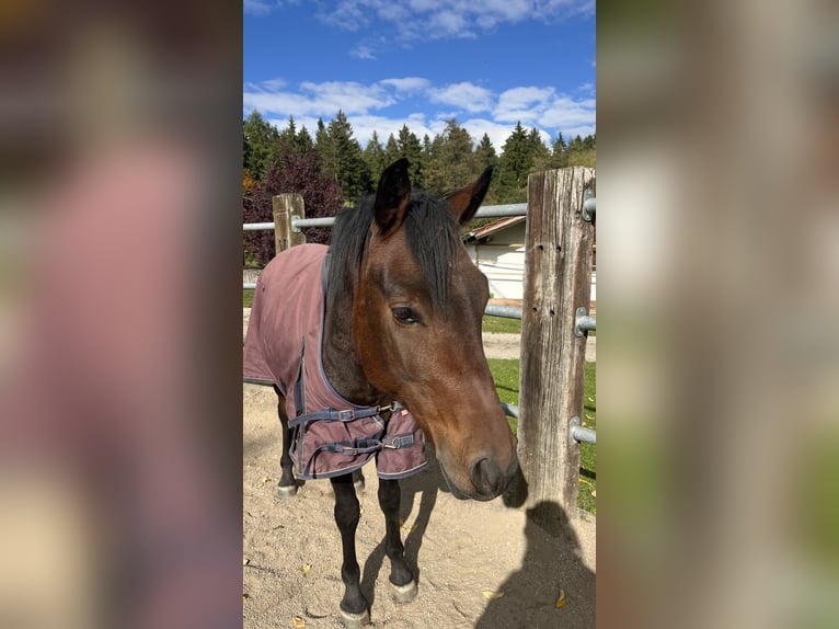 Duitse rijpony Ruin 6 Jaar 148 cm Donkerbruin in Dingolfing