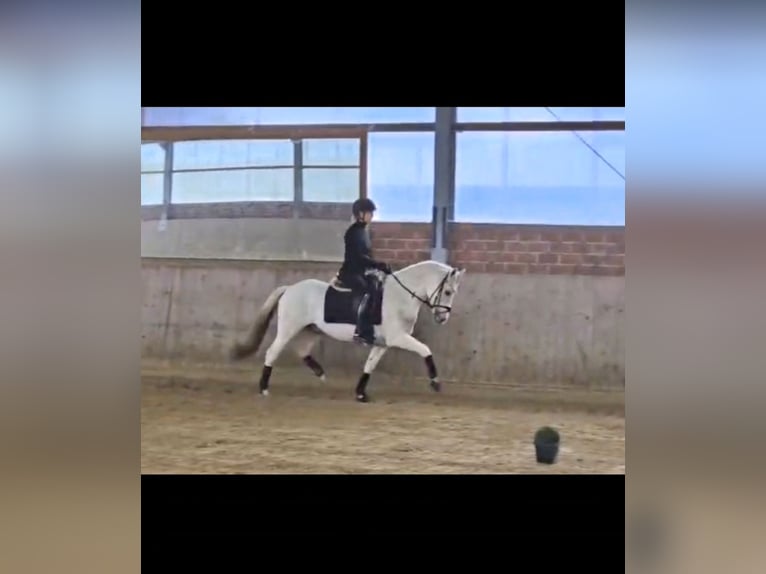 Duitse rijpony Ruin 6 Jaar 148 cm in Warendorf