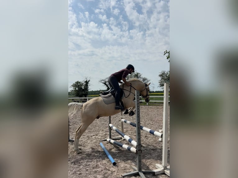 Duitse rijpony Ruin 6 Jaar 148 cm Palomino in Kilchberg ZH
