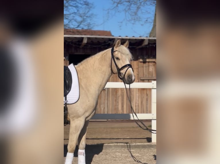 Duitse rijpony Ruin 6 Jaar 148 cm Palomino in Kilchberg ZH