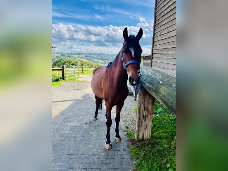 Duitse rijpony Ruin 6 Jaar 148 cm Rabicano in Köln