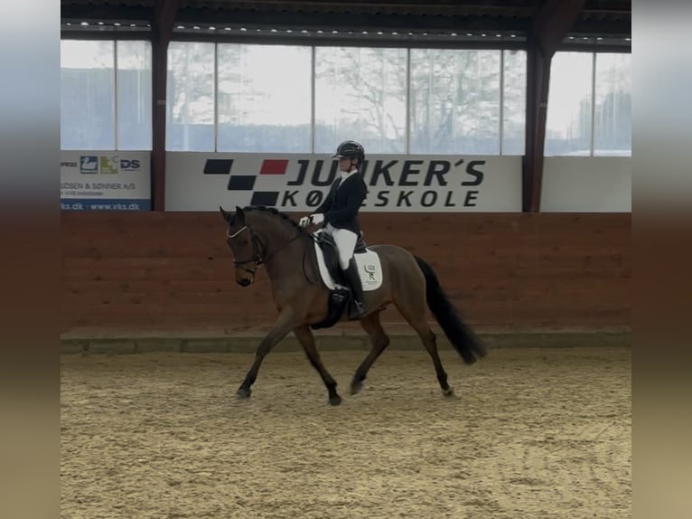 Duitse rijpony Ruin 6 Jaar 148 cm Roodbruin in Randbøl