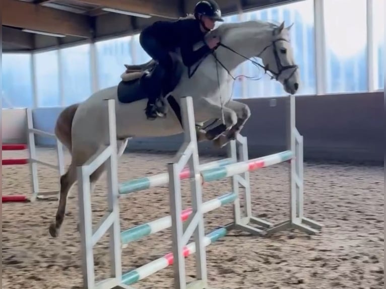 Duitse rijpony Ruin 6 Jaar 148 cm in Bargstedt