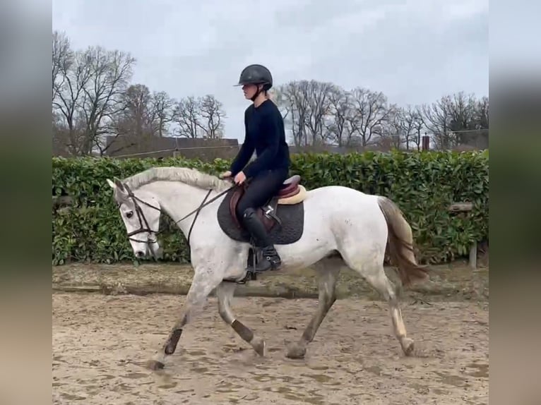 Duitse rijpony Ruin 6 Jaar 148 cm in Bargstedt