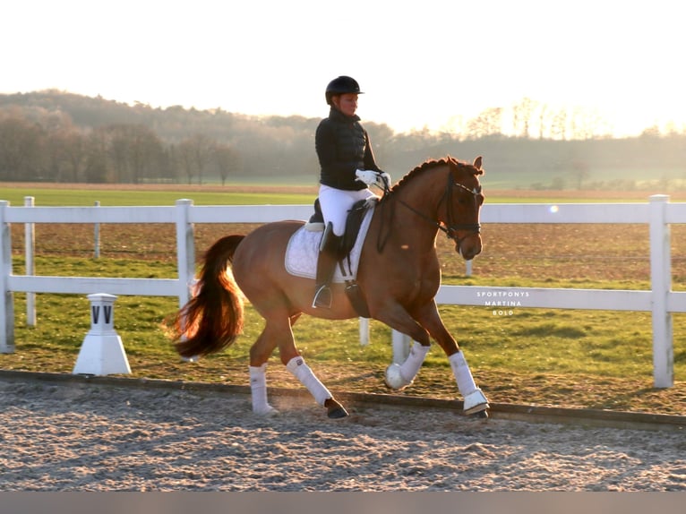 Duitse rijpony Ruin 6 Jaar 148 cm Vos in Recke, bei Osnabrück