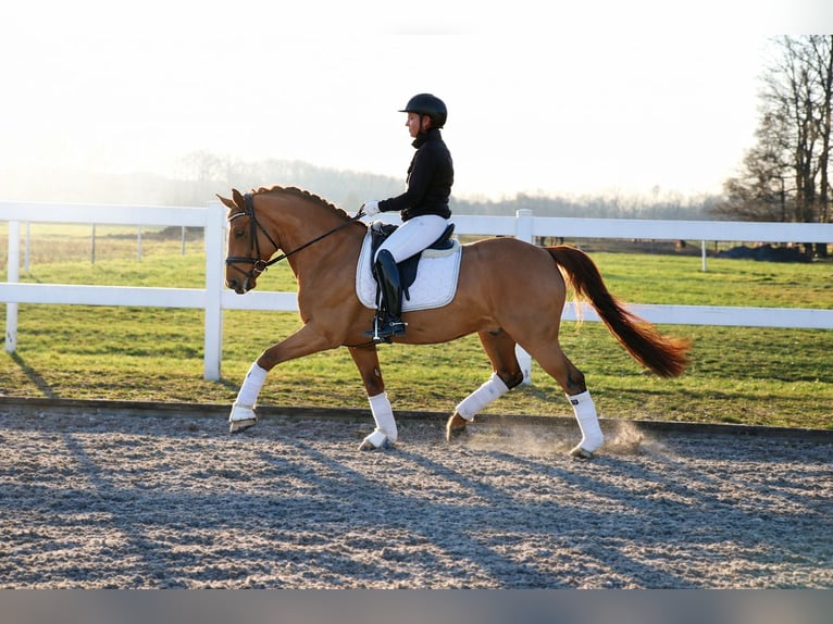 Duitse rijpony Ruin 6 Jaar 148 cm Vos in Recke, bei Osnabrück
