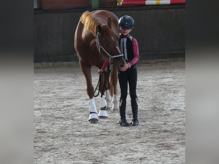 Duitse rijpony Ruin 6 Jaar 148 cm Vos in Fürstenau