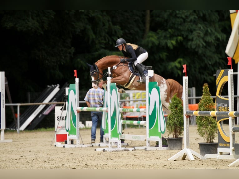 Duitse rijpony Ruin 6 Jaar 148 cm Vos in T&#xF6;nisvorst
