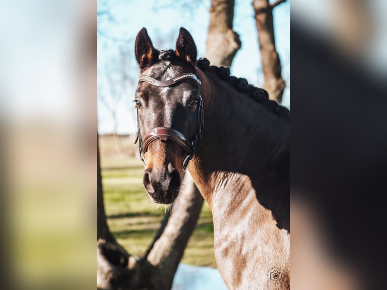 Duitse rijpony Ruin 6 Jaar 149 cm Donkerbruin in Beaulieu
