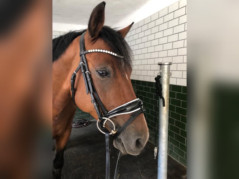 Duitse rijpony Ruin 6 Jaar 150 cm Bruin in Schlierbach