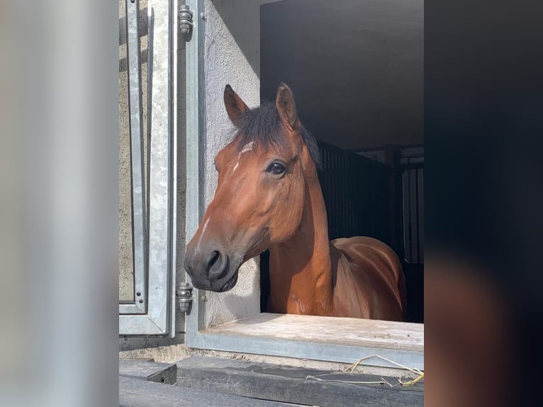 Duitse rijpony Ruin 6 Jaar 150 cm Bruin in Schlierbach